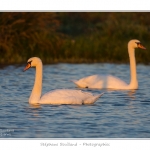 Cygne_tubercule_26_09_2015_063-border