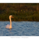 Cygne_tubercule_26_09_2015_064-border