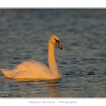 Cygne_tubercule_26_09_2015_065-border