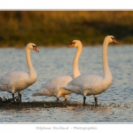 Cygne_tubercule_26_09_2015_066-border