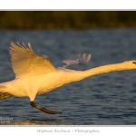 Cygne_tubercule_26_09_2015_070-border