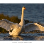 Cygne_tubercule_26_09_2015_071-border