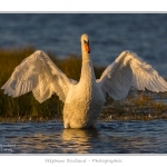 Cygne_tubercule_26_09_2015_072-border