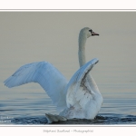 cygne_tubercule_11_09_2015_001-border
