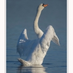 cygne_tubercule_11_09_2015_002-border