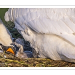 Cygne tuberculé (Cygnus olor, Mute Swan) - éclosion des oeufs