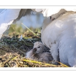 Cygne tuberculé (Cygnus olor, Mute Swan) - éclosion des oeufs