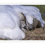 Cygne tuberculé (Cygnus olor, Mute Swan) - éclosion des oeufs