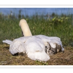 Cygne tuberculé (Cygnus olor, Mute Swan) - éclosion des oeufs