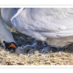 Cygne tuberculé (Cygnus olor, Mute Swan) - éclosion des oeufs