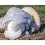Cygne tuberculé (Cygnus olor, Mute Swan) - éclosion des oeufs