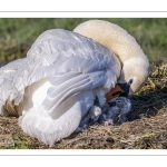 Cygne tuberculé (Cygnus olor, Mute Swan) - éclosion des oeufs