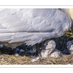 Cygne tuberculé (Cygnus olor, Mute Swan) - éclosion des oeufs