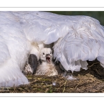 Cygne tuberculé (Cygnus olor, Mute Swan) - éclosion des oeufs