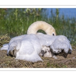 Cygne tuberculé (Cygnus olor, Mute Swan) - éclosion des oeufs