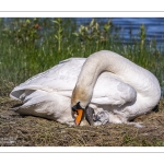 Cygne tuberculé (Cygnus olor, Mute Swan) - éclosion des oeufs