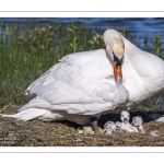 Cygne tuberculé (Cygnus olor, Mute Swan) - éclosion des oeufs