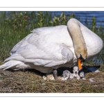 Cygne tuberculé (Cygnus olor, Mute Swan) - éclosion des oeufs