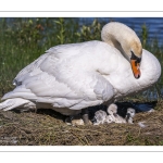 Cygne tuberculé (Cygnus olor, Mute Swan) - éclosion des oeufs