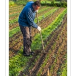 La récolte du Safran chez Fabrice Houdant, "Safran du Scardon", à Saint-Riquier - https://www.facebook.com/safranduscardon