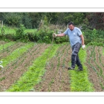 La récolte du Safran chez Fabrice Houdant, "Safran du Scardon", à Saint-Riquier - https://www.facebook.com/safranduscardon