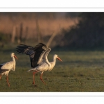 Cigogne blanche (Ciconia ciconia - White Stork)