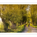 chemin agricole bordé de saules dans les renclôtures