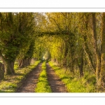 chemin agricole bordé de saules dans les renclôtures