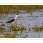 Échasse blanche (Himantopus himantopus - Black-winged Stilt) au marais du Crotoy