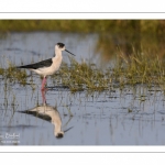 Échasse blanche (Himantopus himantopus - Black-winged Stilt) au marais du Crotoy