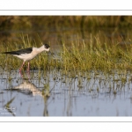 Échasse blanche (Himantopus himantopus - Black-winged Stilt) au marais du Crotoy