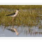 Échasse blanche (Himantopus himantopus - Black-winged Stilt) au marais du Crotoy