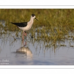 Échasse blanche (Himantopus himantopus - Black-winged Stilt) au marais du Crotoy