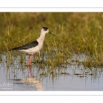 Échasse blanche (Himantopus himantopus - Black-winged Stilt) au marais du Crotoy