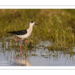 Échasse blanche (Himantopus himantopus - Black-winged Stilt) au marais du Crotoy