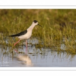 Échasse blanche (Himantopus himantopus - Black-winged Stilt) au marais du Crotoy