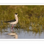 Échasse blanche (Himantopus himantopus - Black-winged Stilt) au marais du Crotoy