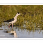 Échasse blanche (Himantopus himantopus - Black-winged Stilt) au marais du Crotoy