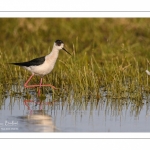 Échasse blanche (Himantopus himantopus - Black-winged Stilt) au marais du Crotoy