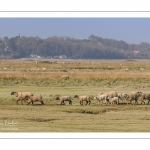 Les moutons d'estran au printemps, brebis accompagnées de leurs agneaux