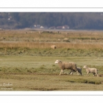 Les moutons d'estran au printemps, brebis accompagnées de leurs agneaux