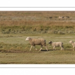 Les moutons d'estran au printemps, brebis accompagnées de leurs agneaux