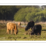 Vaches écossaises Higland Cattle en écopâturage au marais du Crotoy