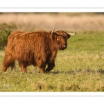 Vaches écossaises Higland Cattle en écopâturage au marais du Crotoy