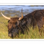 Vache écossaise Highland Cattle dans le marais