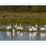 Cygne tuberculé ou Cygne muet (Cygnus olor, mute swan)