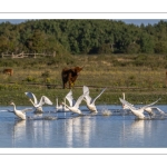 Cygne tuberculé ou Cygne muet (Cygnus olor, mute swan)