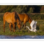 France, Somme (80), Baie de Somme, Le Crotoy,  marais du Crotoy, Grande Aigrette (Ardea alba - Great Egret) à l'envol devant les chevaux Henson // France, Somme (80), Baie de Somme, Le Crotoy, Crotoy marshes, Great Egret (Ardea alba) taking flight in front of Henson horses
