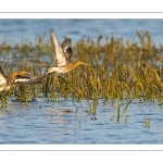 Barge à queue noire (Limosa limosa - Black-tailed Godwit)