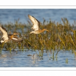 Barge à queue noire (Limosa limosa - Black-tailed Godwit)